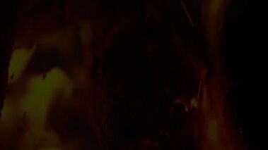 Secrets of the Magic Forest