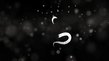 Lesbian Strap On Massage