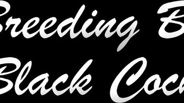 My Wife's Breeding By Black Cocks
